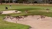 Kangaroo stampede hops through Aussie golf course