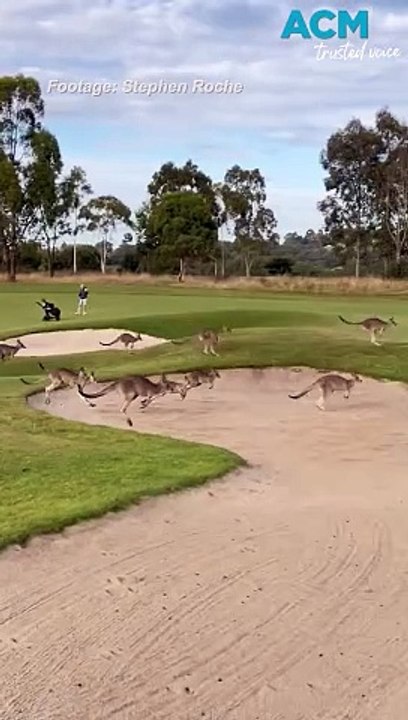 Kangaroo stampede hops through Aussie golf course