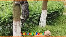 Funniest Animals  New Funny Cats and Dogs Videos  #50 - LOL Funny Paws
