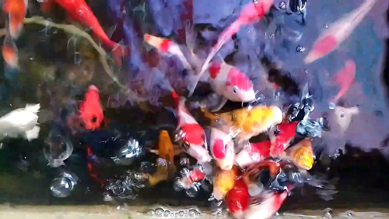 ganda ng fish