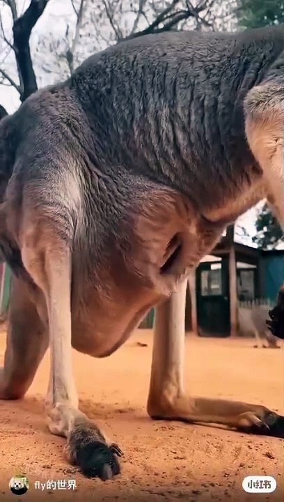 Kangaroo 
