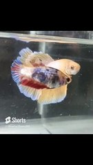 #bettafish Beautiful Betta Fishes #colorfishsns895