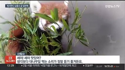 푸바오 빈자리 채울까…멸종위기 레서판다 삼총사 공개