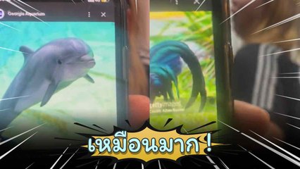 สุดฮา ! สาวเลียนเสียงโลมา เหมือนอย่างกับโลมากลับชาติมาเกิด