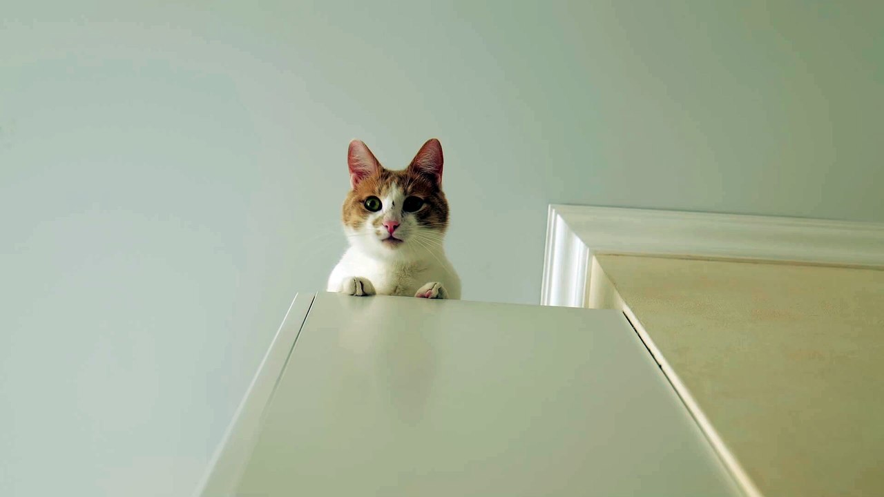 Red cute cat
