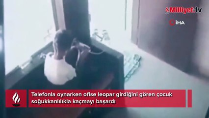 Telefonla oynarken ofise leopar girdiğini gören çocuk soğukkanlılıkla kaçmayı başardı