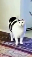 random cat