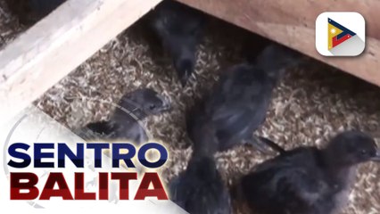 CARAGA State University, nakapag-breed ng  Pure Black Native Chicken;