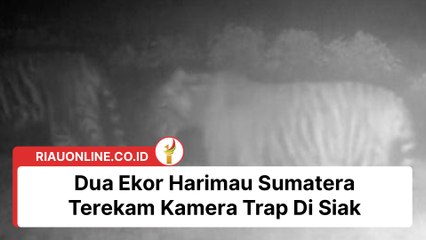 Dua Ekor Harimau Sumatera Terekam Kamera Trap Di Siak