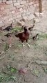 Aseel chicks with  mother || Rooster chicks  aseelroster  aseel  pureaseel