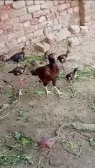 Aseel chicks with  mother || Rooster chicks #aseelroster #aseel #pureaseel