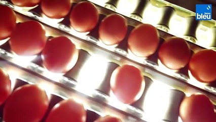 3/5 : tri, calibrage et emballage des œufs