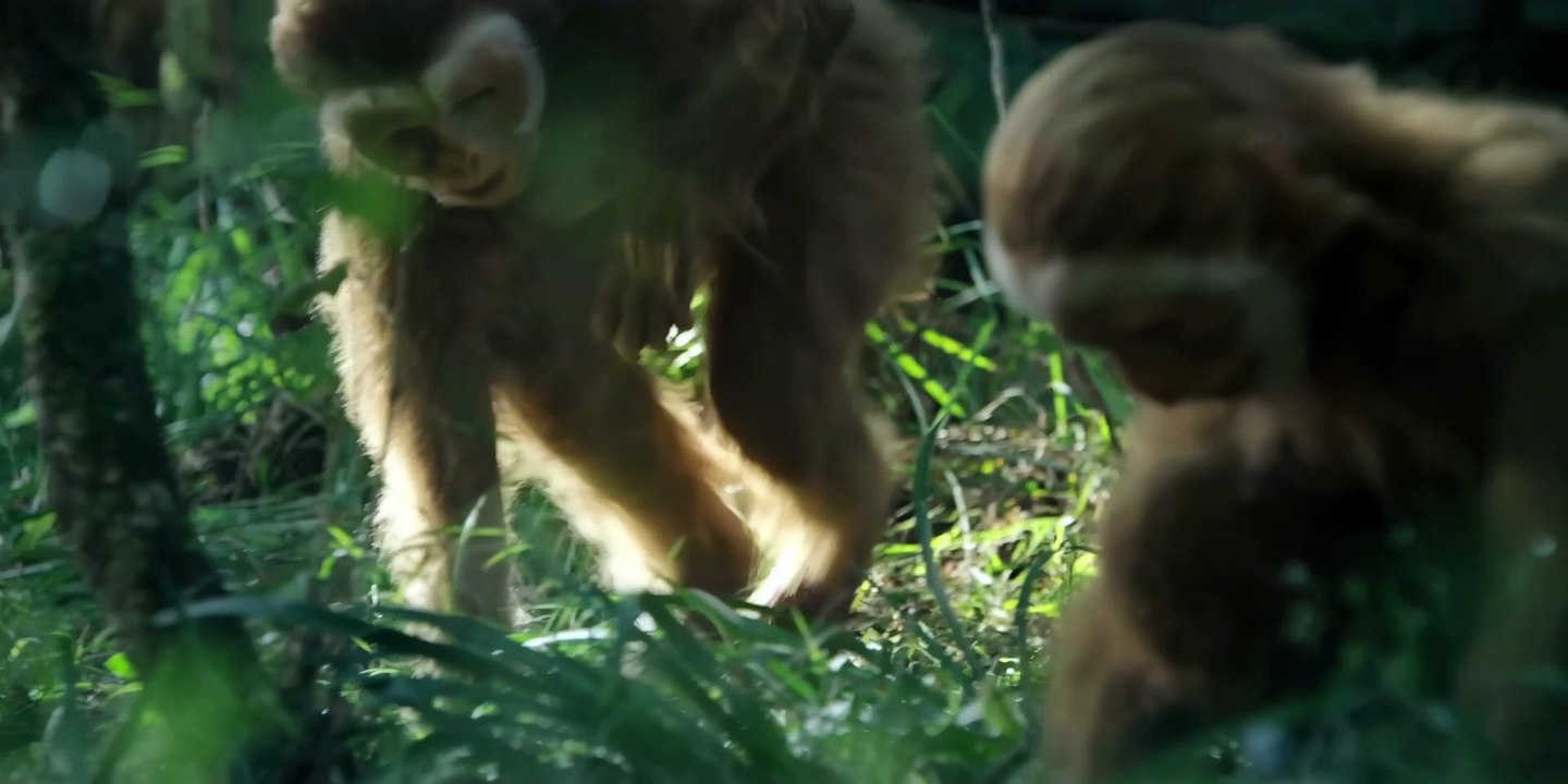 Révélations sur les premiers hommes préhistoriques