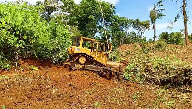 Clearing Forests for Palm Oil