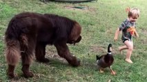 Un Terre-neuve et un canard sont les meilleurs amis du monde : plus de 3M d’internautes sont subjugués par cette amitié