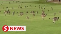 'It's a stampede!' Hundreds of kangaroos invade Australian golf course