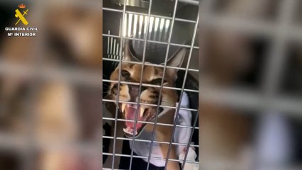 Encuentran un lince africano en el jardín de una casa de Marbella (Málaga)