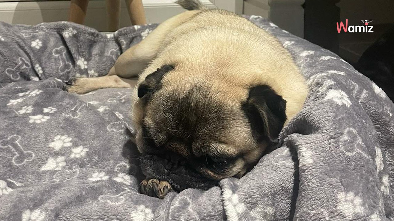 Ce chien est bouleversé quand il réalise que son « frère » canin ne rentrera jamais de chez le vétérinaire