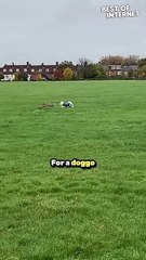 Best Friends Forever: Dog and Fox's Adorable Park Playdate! | Must-Watch