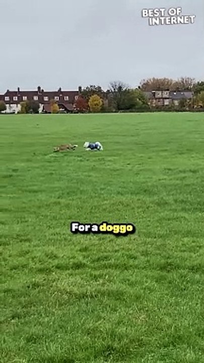 Best Friends Forever: Dog and Fox's Adorable Park Playdate! | Must-Watch