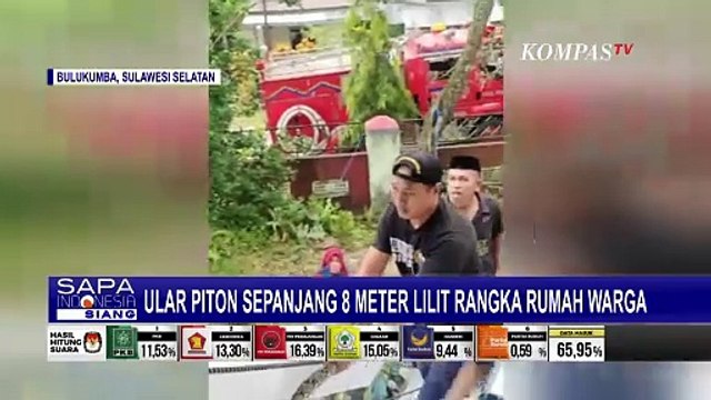 Petugas Damkar Evakuasi Ular Piton Sepanjang 8 Meter yang Masuk ke Rumah Warga di Bulukumba!