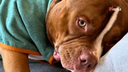Il crée une routine très spéciale pour son American Bully : 8,6M de personnes n'en croient pas leurs yeux (vidéo)