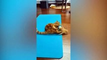 Funniest Animals  New Funny Cats and Dogs Videos 