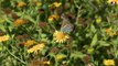 Papillons menacés - Tout savoir sur le Cuivré des Marais