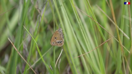 Papillons menacés - Tout savoir sur le Fadet des Laiches
