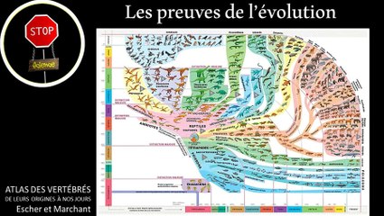 Les preuves de l'évolution en 7 minutes