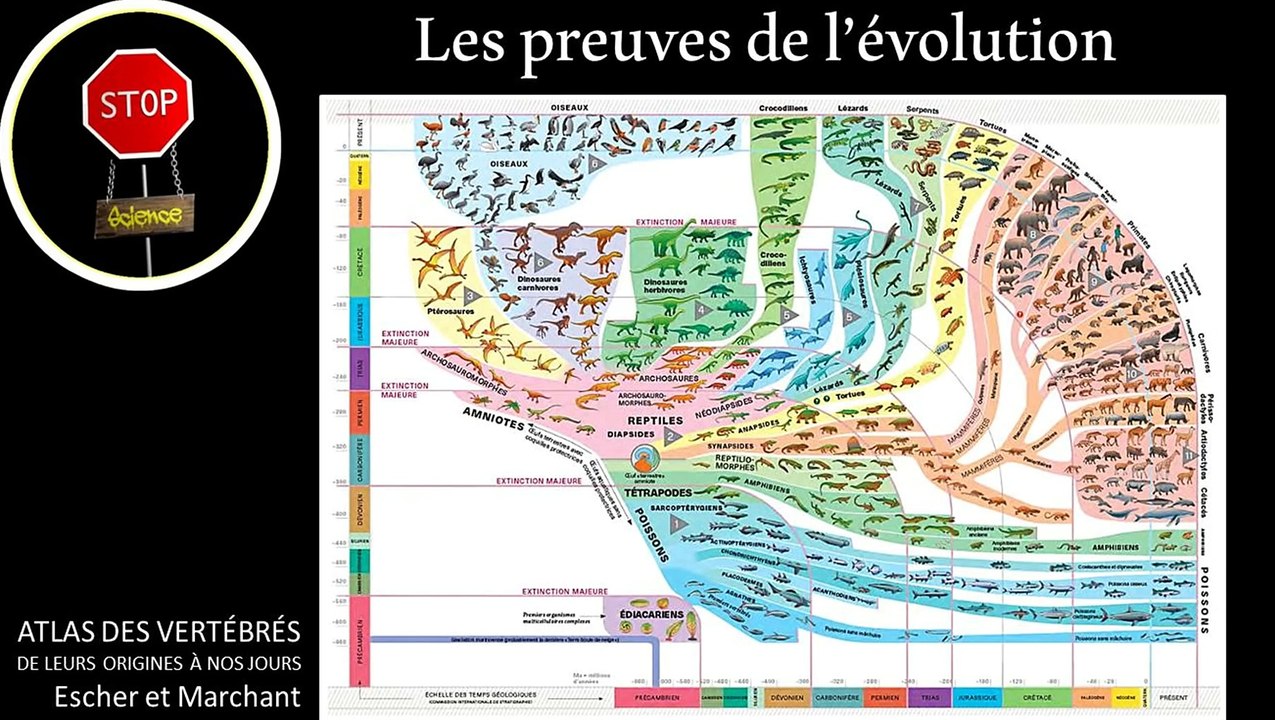 Les preuves de l'évolution en 7 minutes