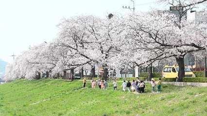전북 정읍천 벚꽃축제 28일부터 5일간 개최 / YTN