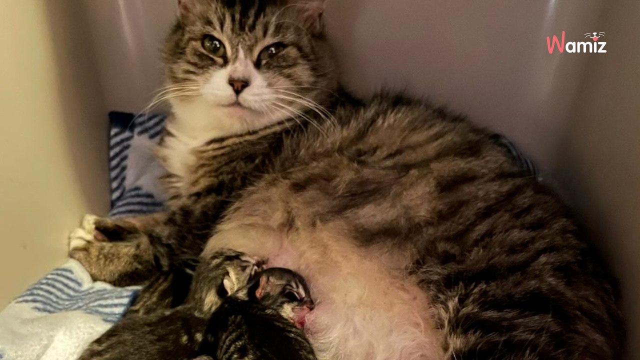 Une chatte est trouvée dans une épicerie : son sauvetage va réserver de très grosses surprises