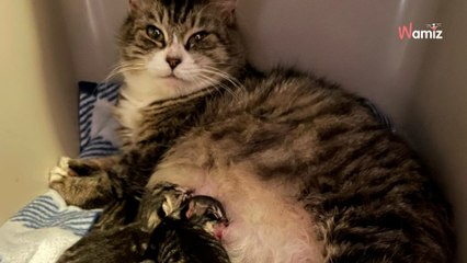 Une chatte est trouvée dans une épicerie : son sauvetage va réserver de très grosses surprises