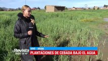 Los cultivos están bajo el agua en Arani, Cochabamba