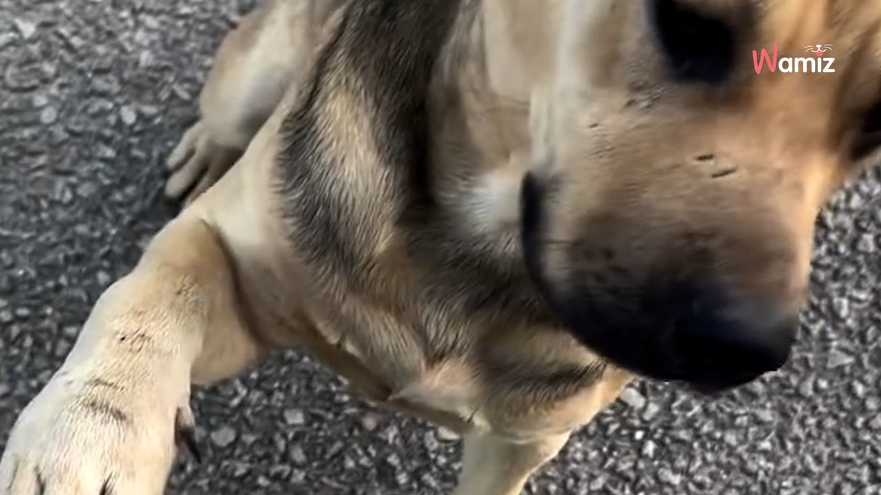 Shelter dogs bark, she looks outside and sees a desperate face looking in (video)