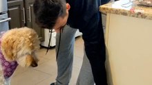 Video. Cagnolina anziana non vuole le crocchette: il padrone ha un trucco per convincerla a mangiarle