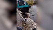 Birds Rescued From Danger After Oil Slick On Grand Union Canal