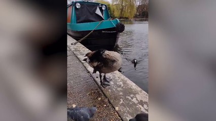 Birds Rescued From Danger After Oil Slick On Grand Union Canal