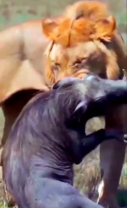 Lion Hunt A Warthog Very Difficult