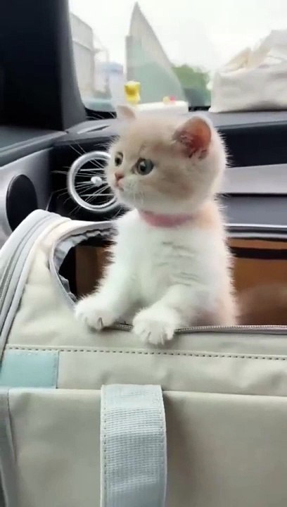 cute cat