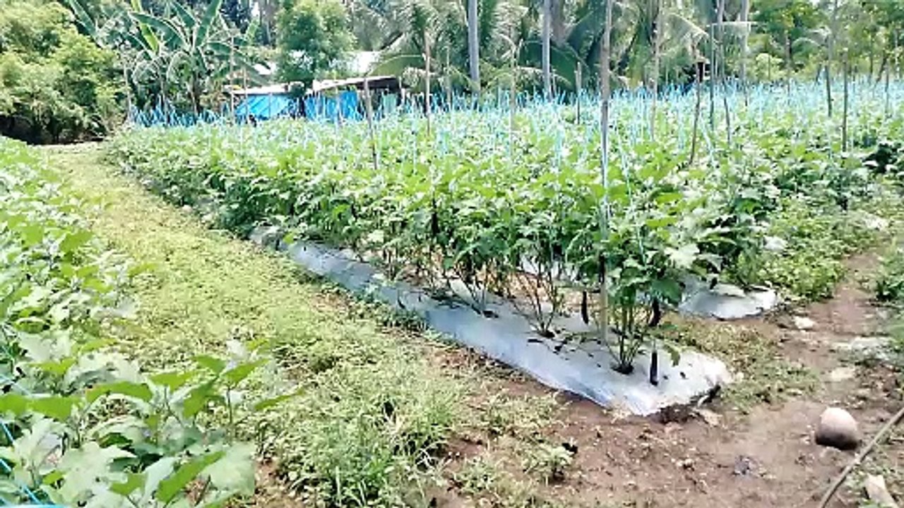 Talong Farming