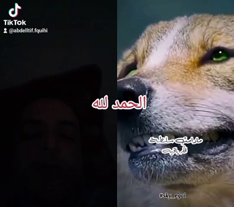 فيديوهات للترفيه