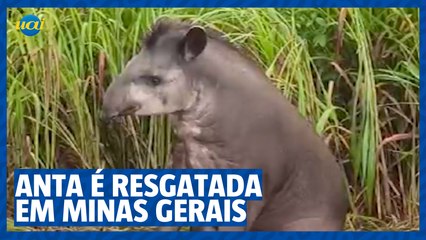 Anta é resgatada após ser atropelada em Unaí