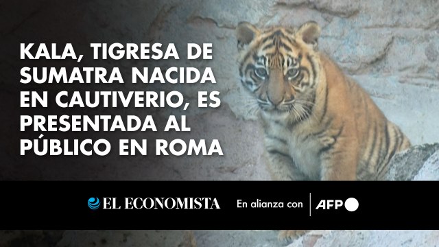 Kala, tigresa de Sumatra nacida en cautiverio, es presentada al público en Roma