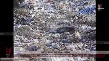 SATU NOU DE JOS-MM  1999 - Porci hrăniți pe rampa de gunoi