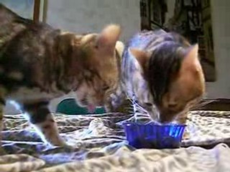 Bengal hungry