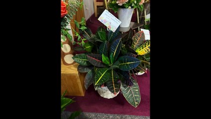 Flowers and Cards for Donna