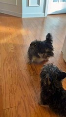 Differently Abled Puppy Playtime