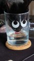 Cat Drinks From Googly Eye Glass